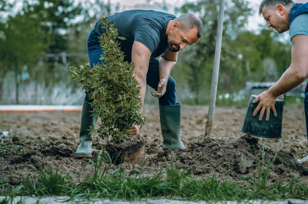 Best Tree Disease Treatment  in Emerald Lakes, PA