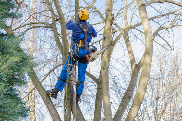 Best Utility Line Clearance  in Emerald Lakes, PA