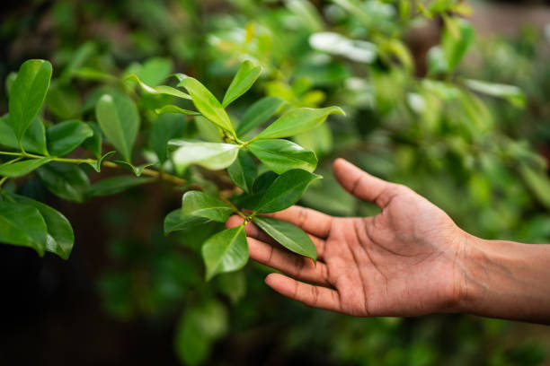 Best Tree and Shrub Care  in Emerald Lakes, PA