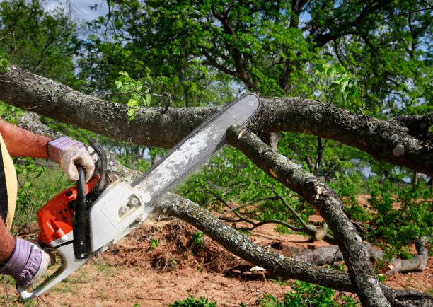  Emerald Lakes, PA Tree Services Pros